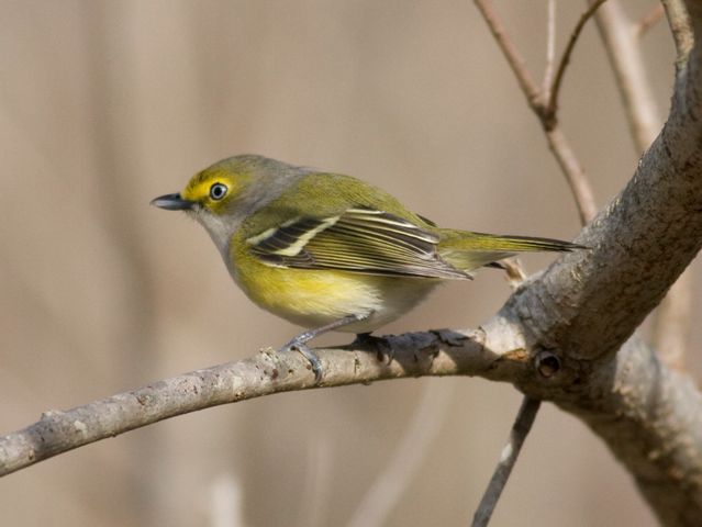 White-eyed Vireo