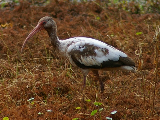 White Ibis