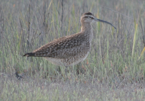 Whimbrel