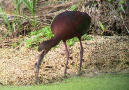 White-faced Ibis