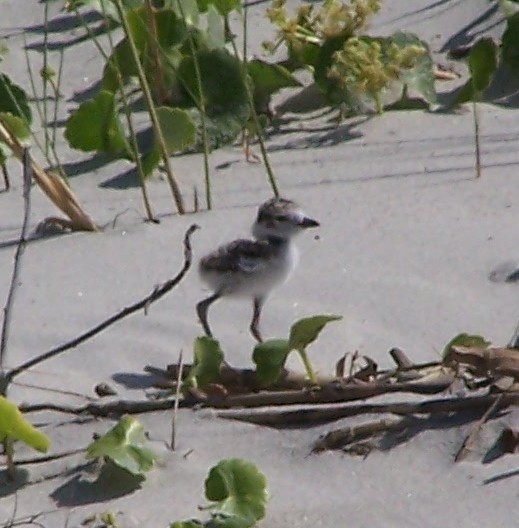 Wilson's Plover