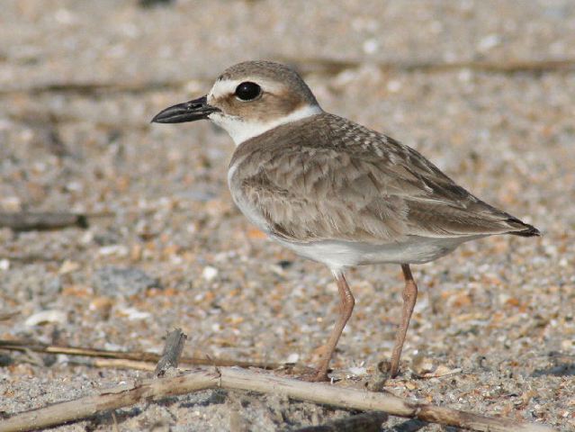 Wilson's Plover