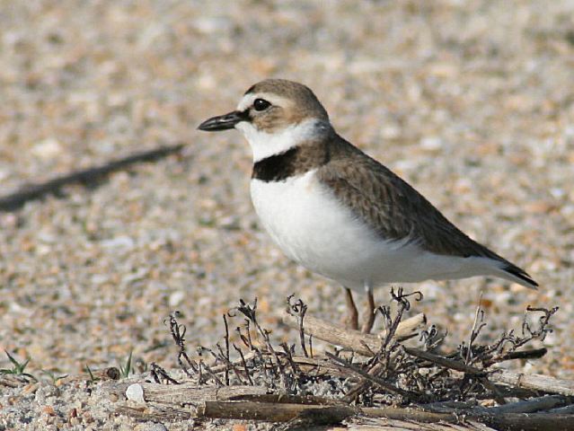 Wilson's Plover