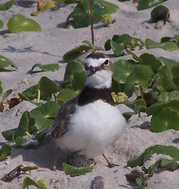Wilson's Plover