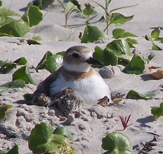 Wilson's Plover
