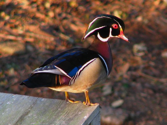 Wood Duck