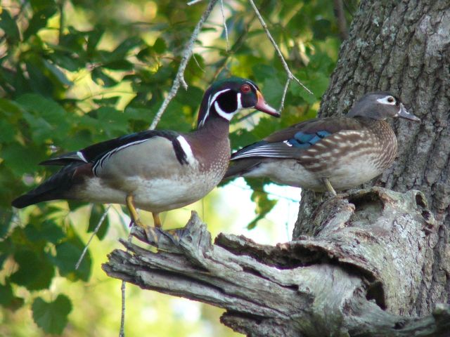 Wood Duck