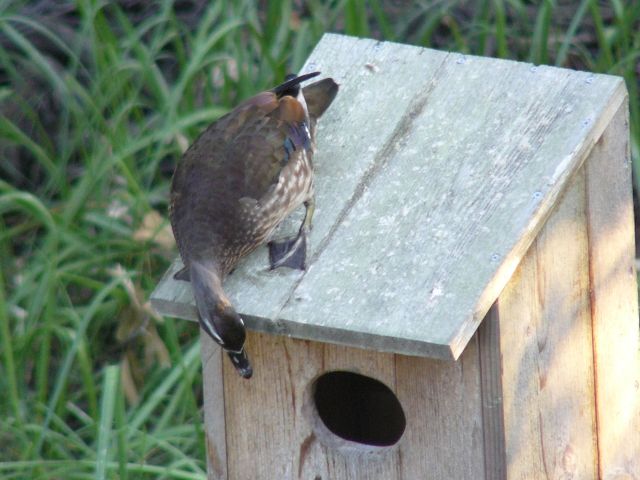 Wood Duck