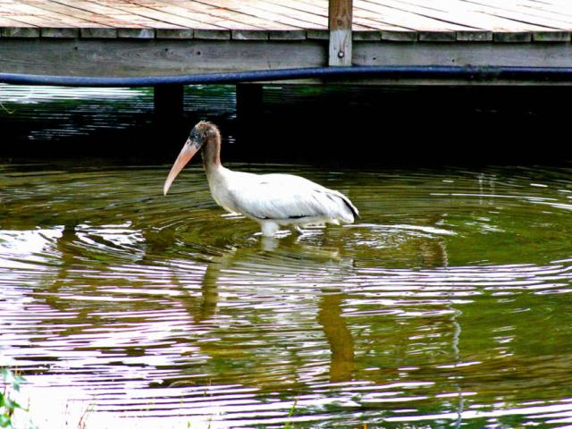 Wood Stork