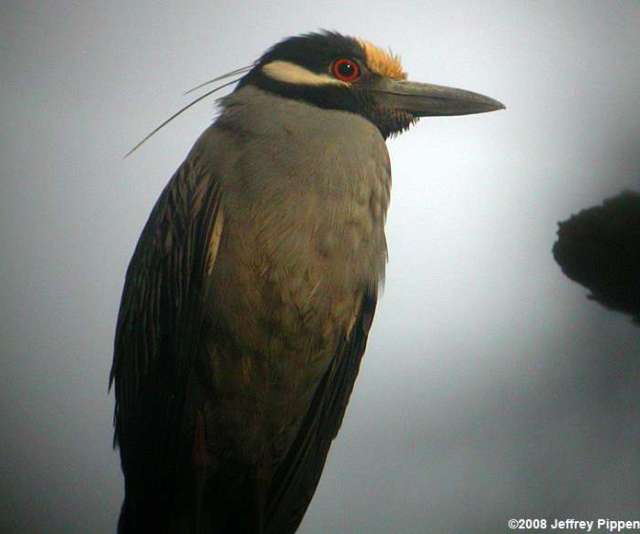 Yellow-crowned Night-Heron