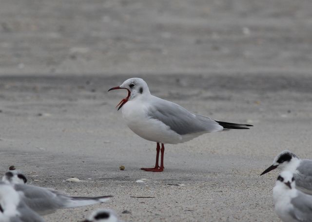 Black-headed Gull