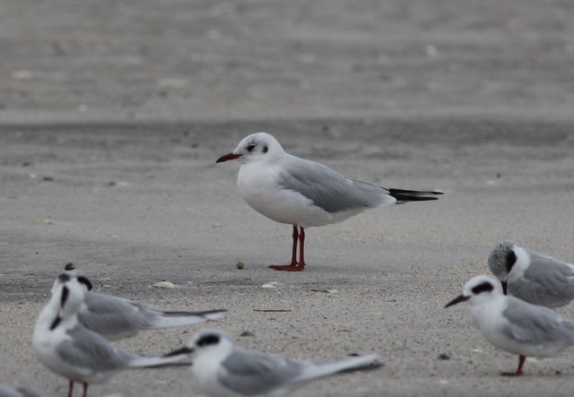 Black-headed Gull