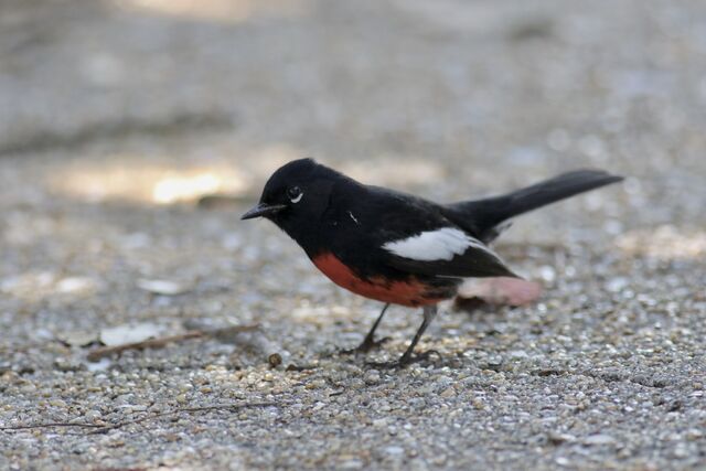 Painted Redstart