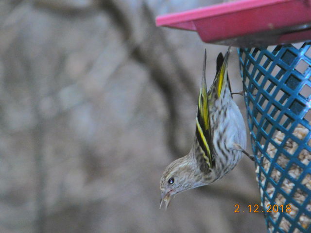 Pine Siskin