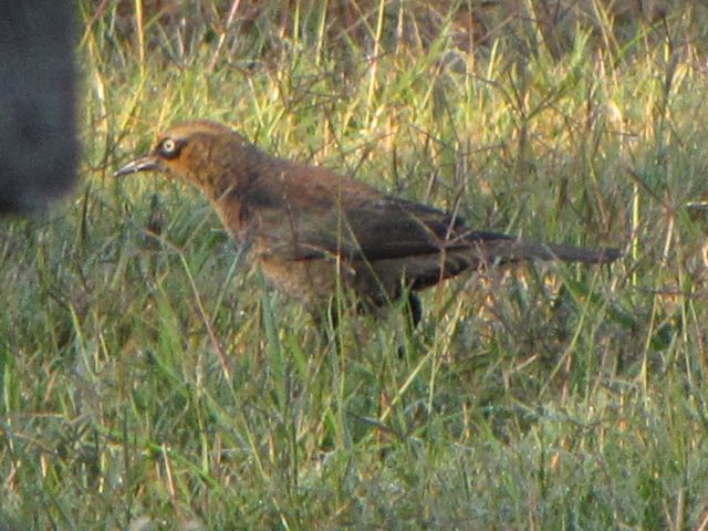 Rusty Blackbirds