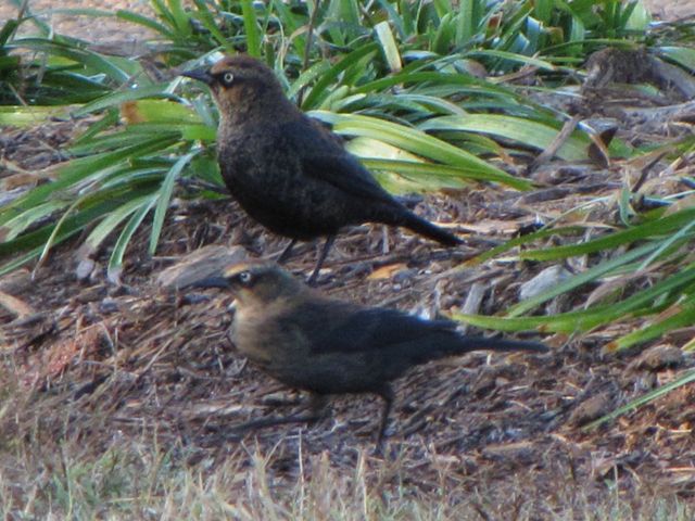 Rusty Blackbirds