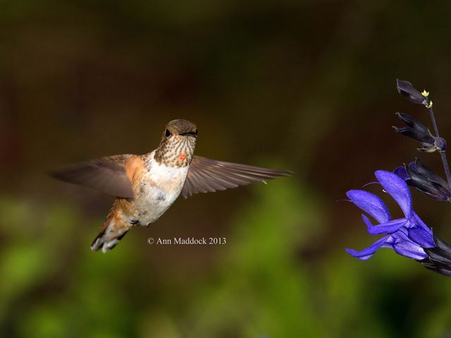 Rufous Hummingbird