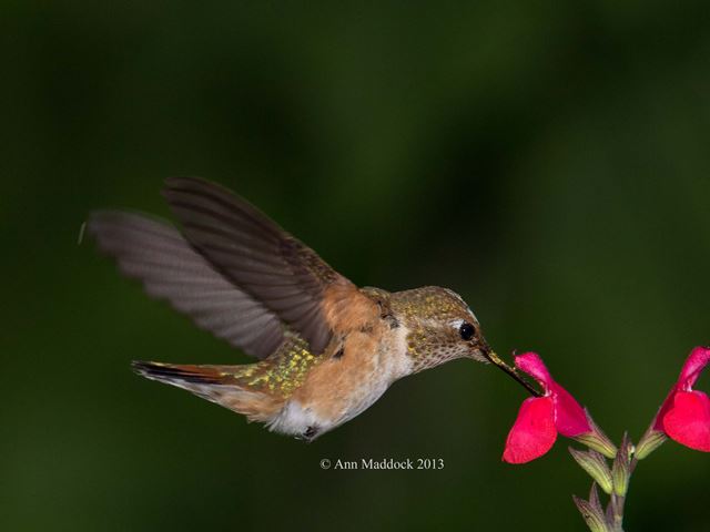 Rufous Hummingbird