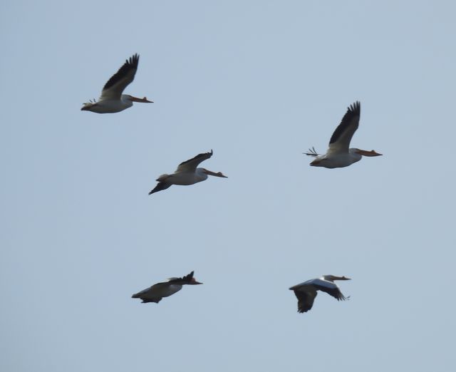 American White Pelican