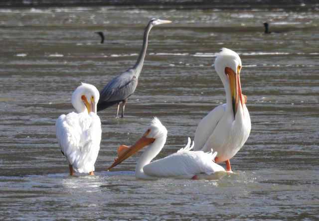 American White Pelican