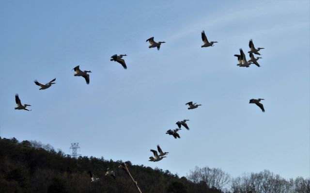 American White Pelican