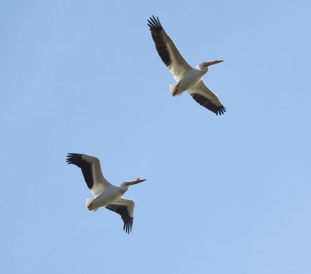 American White Pelican