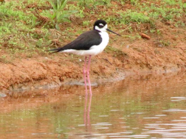 Black-necked Stilt