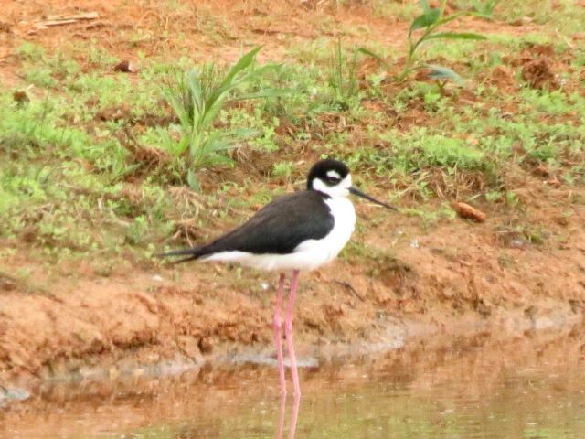 Black-necked Stilt