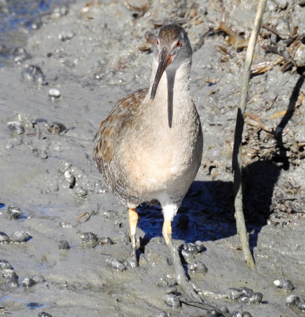 Clapper Rail