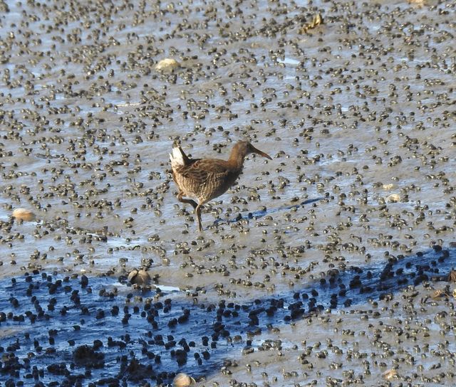 Clapper Rail