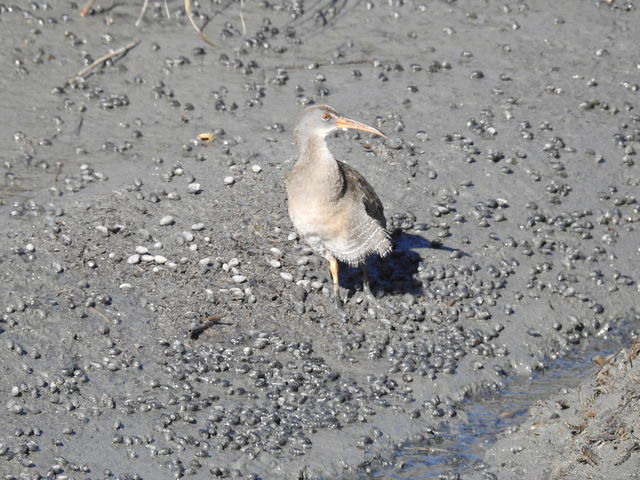 Clapper Rail