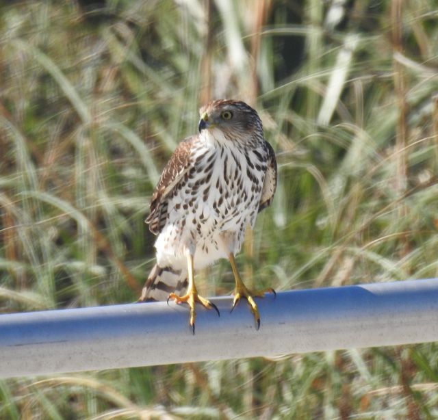 Cooper's Hawk