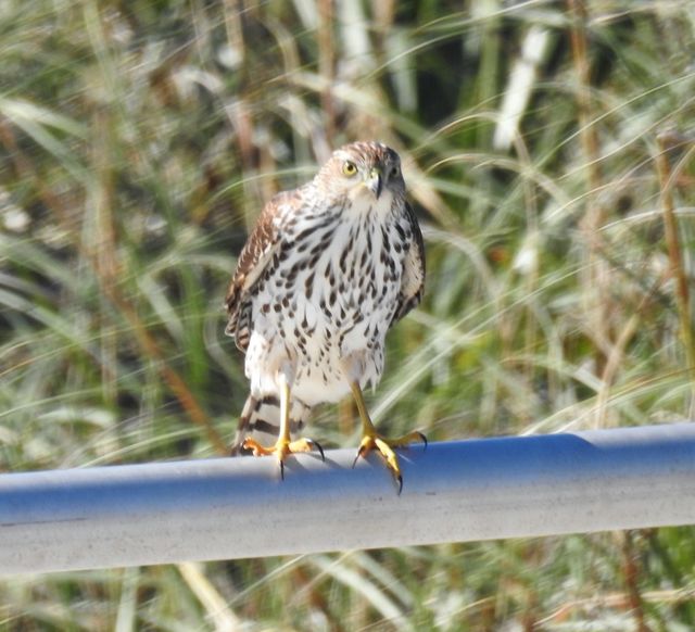 Cooper's Hawk