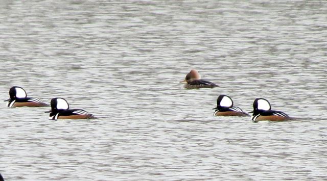 Hooded Mergansers