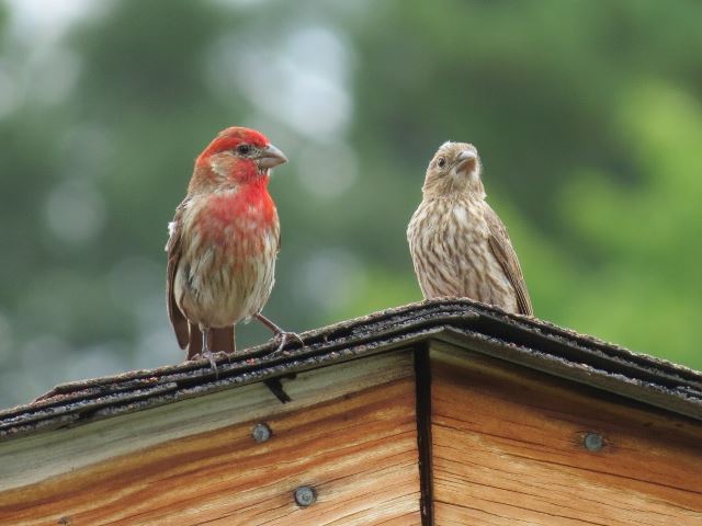 House Finches