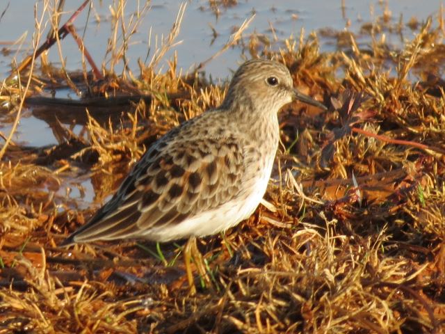 Least Sandpiper