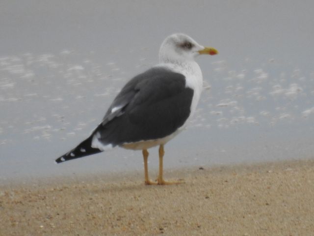 Lesser Black-backed Gull