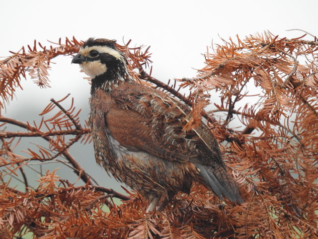 Northern Bobwhite