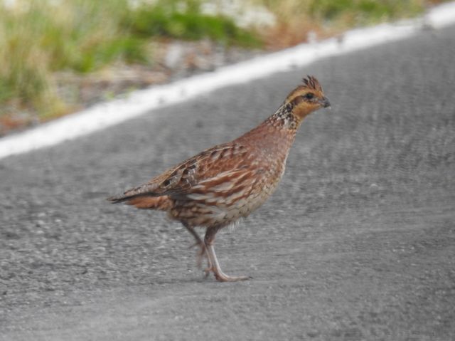 Northern Bobwhite