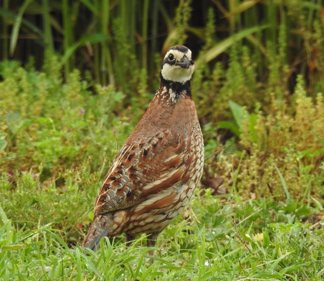 Northern Bobwhite