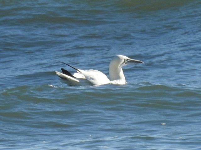 Northern Gannet