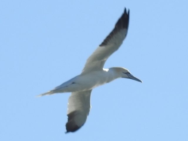 Northern Gannet