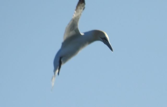 Northern Gannet