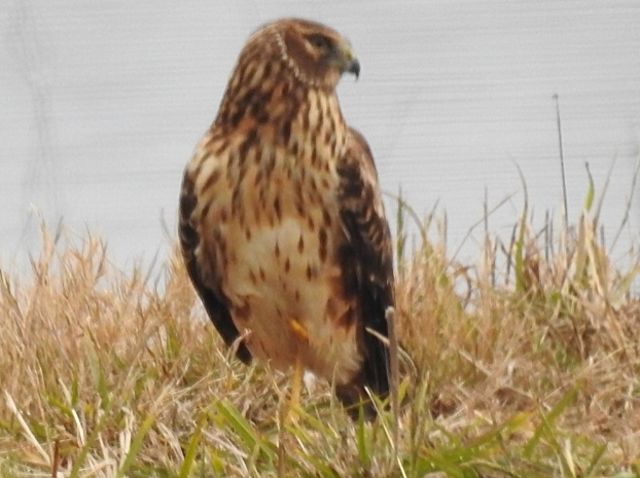 Northern Harrier