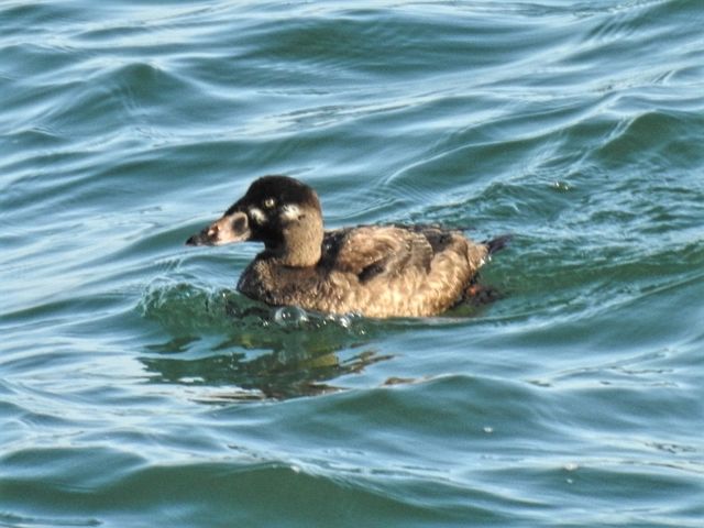 Surf Scoter