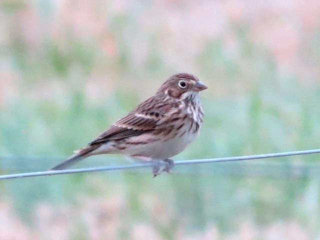 Vesper Sparrows