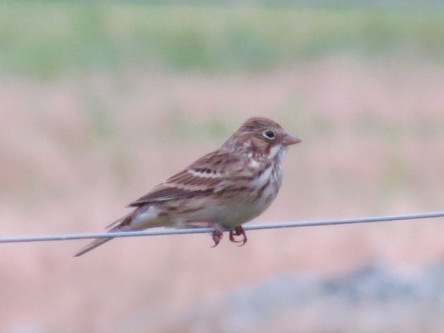 Vesper Sparrows