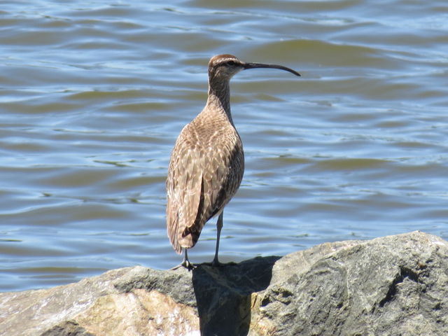 Whimbrel