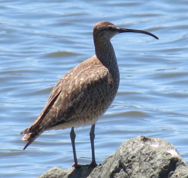 Whimbrel