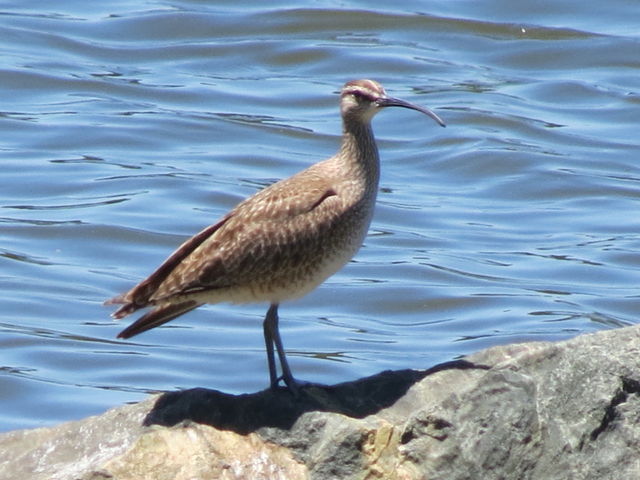 Whimbrel